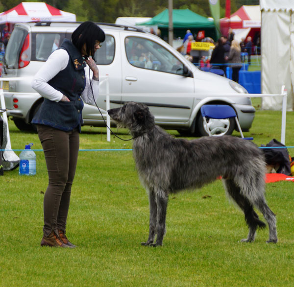 1st Postgraduate Dog